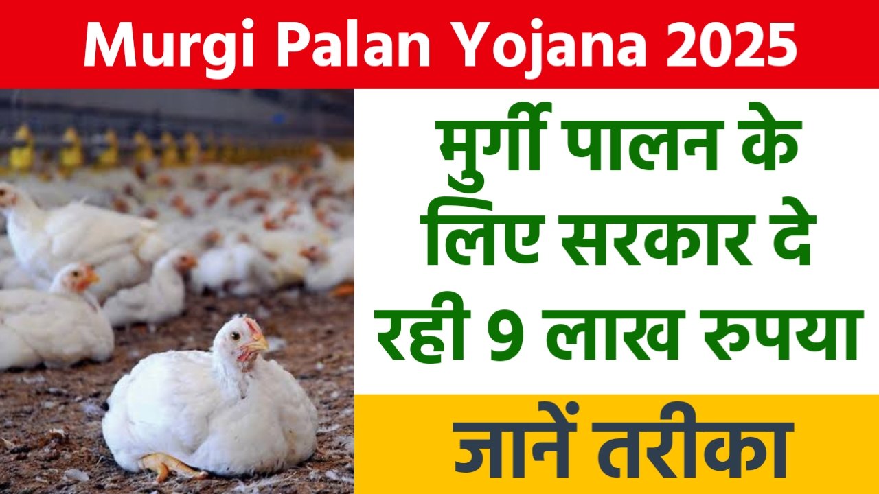 Murgi Palan Yojana 2025: मुर्गी पालन के लिए सरकार दे रही 9 लाख रुपया, मिलती है 50% सब्सिडी